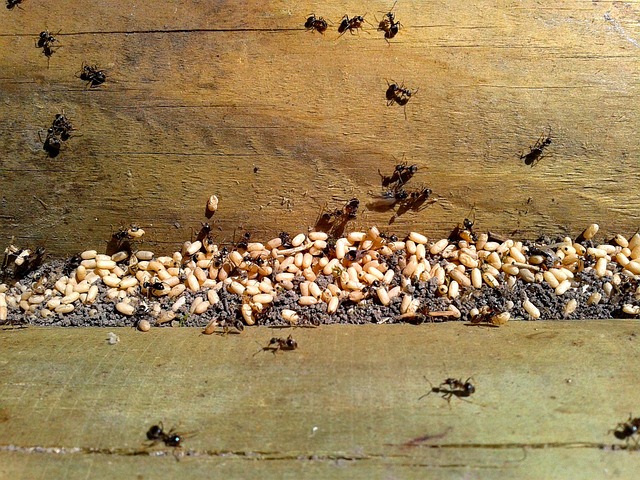 Invasion de fourmis dans la maison: que faire ?