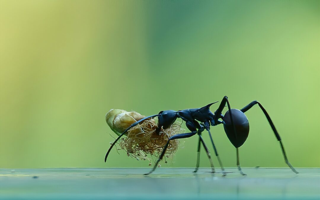 Protégez votre habitat contre les infestations de fourmis charpentières