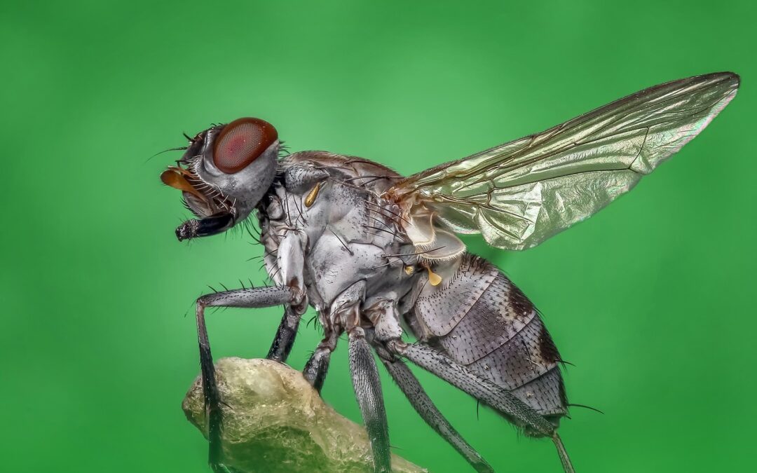 Lutter contre les invasions de mouches