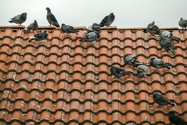 Comment faire fuir les pigeons d’un toit, balcon ou du jardin ?
