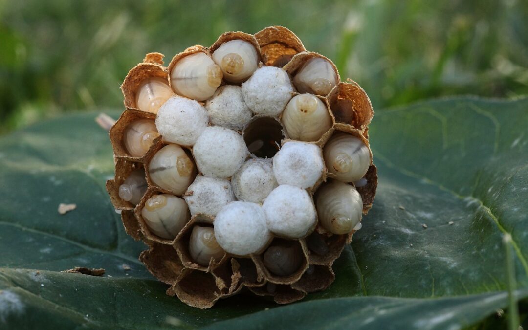 Comprendre les nids de guêpes, frelons et frelons asiatiques : une vue d’ensemble fascinante