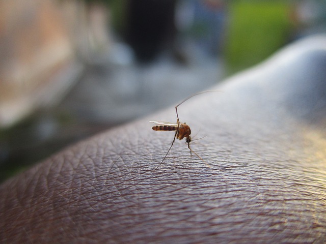 Que faire après une piqûre de moustique: Guide pratique